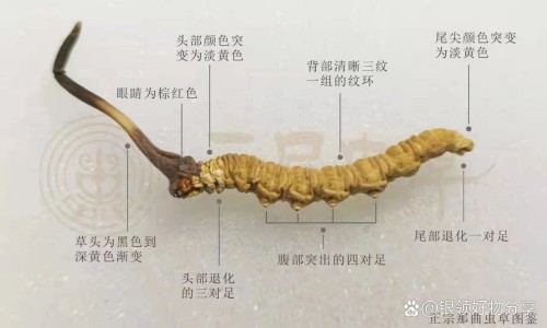 五子毛桃泡水喝有效果吗-五子毛桃功效与做法有两种颜色啊,中国五孑毛桃有什么功效网站